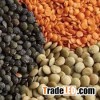 Lentils