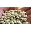 Lupins sweet (hamburg)
