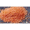 Red Lentil