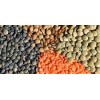 Export Quality Red & Green Lentils