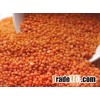New crop Red Football Lentils for sale