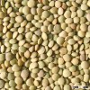GREEN LENTIL