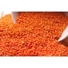 Good quality Red Lentils for sale