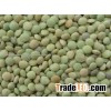 Green Lentils