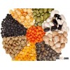 Green Lentils, Red Lentils Football type
