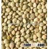 Brown Lentils dried Whole Brown Lentils for sale