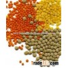 Whole / Split Lentils ( Green & Red )