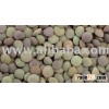 GREEN LENTIL