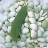 LIMA BEANS