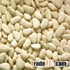 Lager Lima Beans
