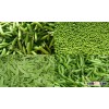 frozen Fresh green peas