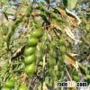Pea Dhall for bulk sale