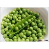 Canned Green Peas