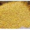 YELLOW MUSTURAD