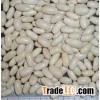Class 1 White Kidney Beans