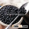 Black Beans or Michgun Beans