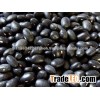 Black kidney beans