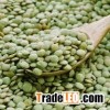 Green Lentils Canada , Large green lentils Canada green lentils Richlea green lentils Eston green le
