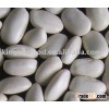 white bean (all sizes)