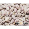 Speckled Kidney Beans for sale..