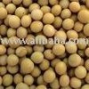 soya bean