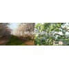 American Almonds,big size with good qualited 22-24