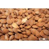 Raw Apricot Seeds Organic Bitter Apricot Kernel