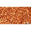 Bitter Apricot kernel