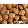 Apricot Kernels