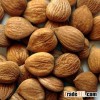 Wild, Better / Sweet Apricot Kernels