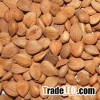 See larger image Skin Beauty Bitter Apricot Kernel Amygdalin 98% Powder Skin Beauty Bitter Apricot K