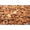 Apricot kernel