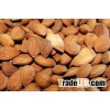 Apricot Kernels / Apricot Seeds