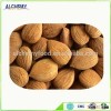 China Supplier natural Taste organic apricot kernels