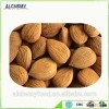 china cheap apricot kernel
