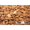 Extract powder 98% 99% bulk apricot kernels