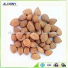 Golden Supplier of bitter apricot seeds