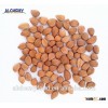 Green food apricot kernel