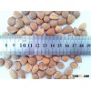 sweet apricot kernel