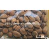 Raw Dried Bitter Apricot Seeds