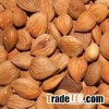 Roasted Apricot Kernels
