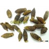 WHOLE BETEL NUTS
