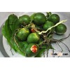 FRESH WHOLE ARECA NUT/ BETEL NUT (Skype: anda.ty)