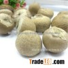 Dried Betel Nut High Quality Big size