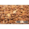 Raw Apricot Kernels