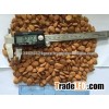 bitter apricot kernels for sale
