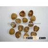 Betel Nut from Viet Nam