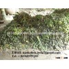 FRESH BETEL NUT ( ngohalinh.joelie(at)gmail.com, WhatsApp: 84968999205)