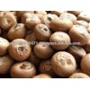 WHOLE BETEL NUT FOR SALE Now in stock