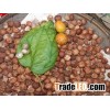 Quality processed dried Betel Nuts for sale at very good prices